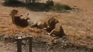 Fight Happened between 4 Kambula Male Lions amp Red Road Male with Nharu Lioness  Lion Warfare [upl. by Forrer]