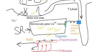 Excitation Contraction Coupling [upl. by Theda]