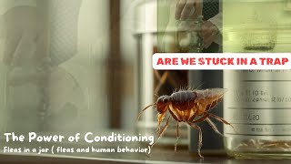 The Power of Conditioning Fleas Surprising Behavior [upl. by Anneyehc]