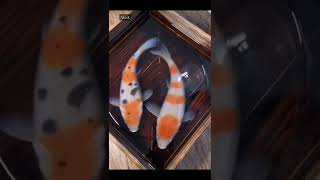 Step By step Resin Layers Art 3D Fishes resinart painting [upl. by Harbour]