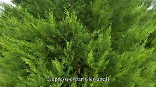 Cupressocyparis leylandii [upl. by Sunday]