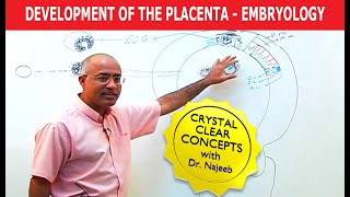 Development Of the Placenta  Embryology🩺 [upl. by Rhoads]