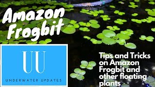 Amazon Frogbit TIPS and TRICKS [upl. by Schear]