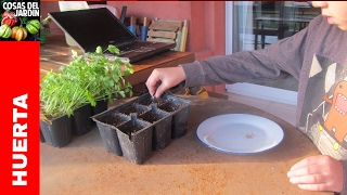 Como germinar semillas de Perejil y Cilantro  Transplante y Cuidados cosasdeljardin [upl. by Anyrak]