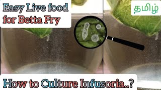 Everything about Infusoria Culture  How to culture infusoria at home தமிழ்  Dorsal Fin [upl. by Nedla892]