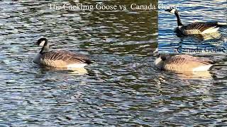 The Cackling Goose vs Canada Goose [upl. by Zetnom]