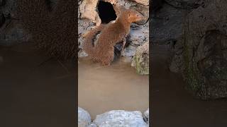 mongoose hunts cassava Tropical Forest Bees mongoose [upl. by Trilbi]