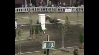 River Casanova 2012 Pony Young Irelander winner Millstreet [upl. by Kaplan]