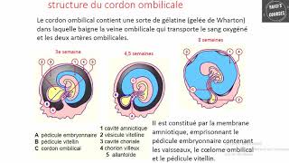 Physiologie du cordon ombilical [upl. by Thedrick]