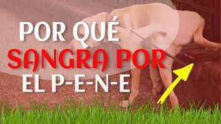 👨‍⚕️¿Por Qué Tu PERRO SANGRA Por Su PENE [upl. by Akemyt]