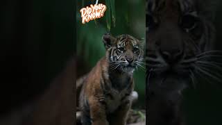 Tiger facts for kids  Tigers  Learn about tigers  Cute Animals  Animal Facts for kids 🐅🐯 [upl. by Luhem]