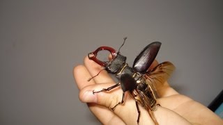 FLYING Stag Beetle  Fliegender Hirschkäfer  Lucanus cervus cervus [upl. by Pasahow]