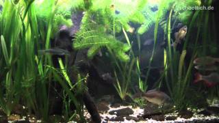 HD More feeding frenzy in my Cold water fish tank  Kaltwasserbecken 1414 [upl. by Eimerej]