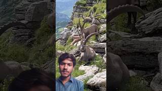 Khubsurat animal barasinghashortanimal Jungali janwar funny video athlete comedy cheer [upl. by Kovacev]