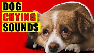 Dog Crying Sounds 15 Dog Breeds Crying Sound Effect Loud Whining Puppy Cry Sounds [upl. by Nawyt]