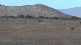 cacerias de liebres tierras blancas coquimbo 1ra parte [upl. by Kevina]