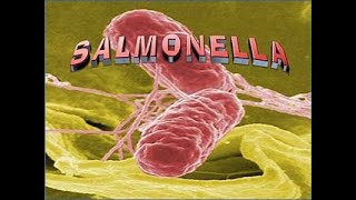 salmonella [upl. by Russ]