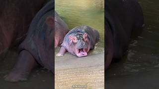 baby hippo  baby hippocampus baby animal hippo cute zoo travel [upl. by Savanna]