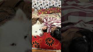 Rio aur uski chotu behen🥰  Indian spitz dog  Indian spitz dog barking  dog and human baby [upl. by Rockafellow]