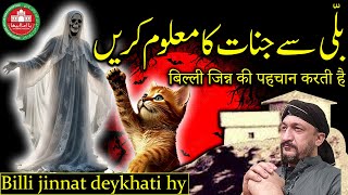 Billi jinnat deykhati hy  Cat [upl. by Buskus477]