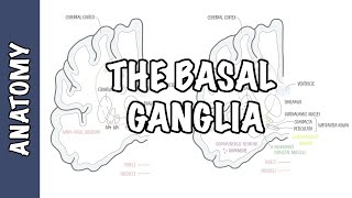 The Basal Ganglia Clinical Anatomy [upl. by Thorman]