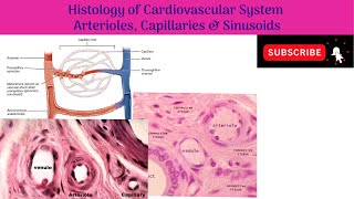 Anatomy mbbs education [upl. by Dahaf235]