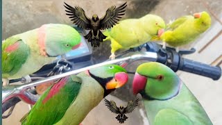 Talking Raw Parrot  Wild Raw Parrot  Alexandrine Parrot Natural Voice [upl. by Evadne]