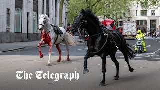 Bloodcovered Household Cavalry horses run loose through London [upl. by Ardnuahc]