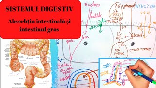 ADMITERE MEDICINASISTEMUL DIGESTIV 4 Absorbtia intestinala si structura si functia intestinul gros [upl. by Anelrihs]