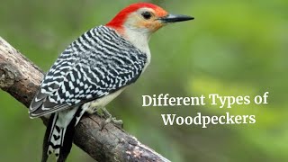 Different Types of Woodpeckers bird nature [upl. by Vandyke]