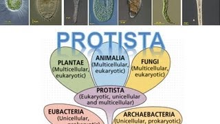 Kingdom Protista [upl. by Nisbet442]