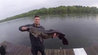 Huge Flathead Catfish Caught on KastKing Stealth Baitcast Reel [upl. by Allehs]