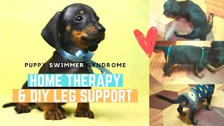 PUPPY SWIMMER SYNDROME HOME THERAPY  DIY LEG SUPPORT 20 DAYS EFFECTIVE TREATMENT [upl. by Eramat891]