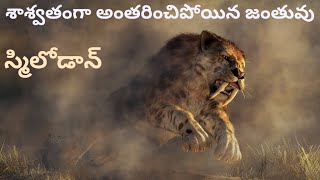 SmilodonSabre Toothed Tiger Extinction in Telugu Ferocious Predator of Ice Ageసాబ్రేటూత్డ్ టైగర్ [upl. by Tabshey875]