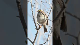 Savannah sparrow bird song shorts [upl. by Attayek]