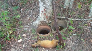 caçada de cutia na serva de pitomba com filmagem do abate [upl. by Christiano]