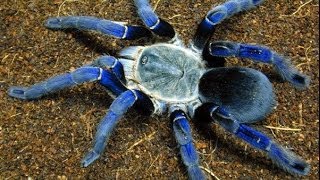 Top 10 Most Venomous Spiders [upl. by Llemart444]