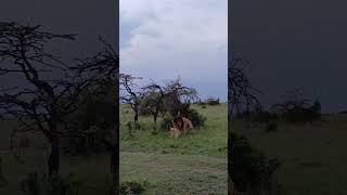 Lions mating in Masai Mara [upl. by Harriman744]