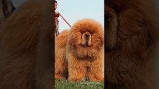 Tibetan Mastiff Price How Much Do They Cost [upl. by Salim]