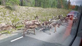 A lot of reindeer on the road in Northern Sweden [upl. by Eiznil]