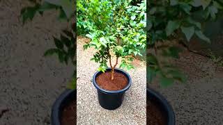 🌱planting RED HYBRID jaboticaba plant shots Malayalam🌱 [upl. by Ayotnahs]