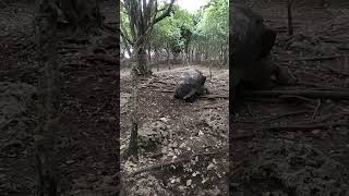 Tortoise Mating 육지 거북이 교미 zanzibar tanzania [upl. by Annavas]