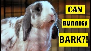 Can Bunnies Bark YES The Truth About Rabbits [upl. by Niltac]