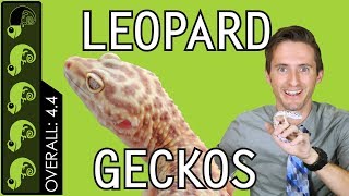 Leopard Gecko The Best Pet Reptile [upl. by Gaskin]