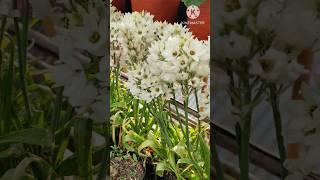 quotStunning Chincherinchee Blooms at Hamro Phulbariquot shorts chincherinchee [upl. by Satsoc]