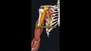 Coracoid Process  Shoulder Anatomy  Massage Therapists [upl. by Phiona]