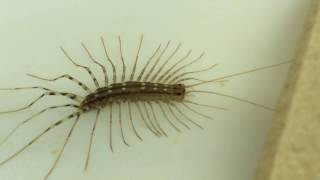 ID  Scutigera coleoptrata  The Deadly House Centipede [upl. by Nert]