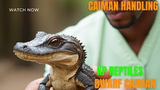 Dwarf Caiman Handling tips and tricks with Razor‼️💯 [upl. by Wise]