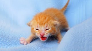 Newborn Kittens Meowing 😍 Baby Cats Meowing MEOW MEOW [upl. by Gowrie]