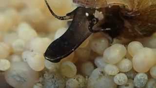 Macrography Freshwater Snails  Tarebia granifera [upl. by Stephie]